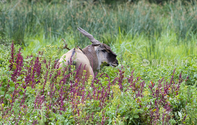 非洲的Cape Eland